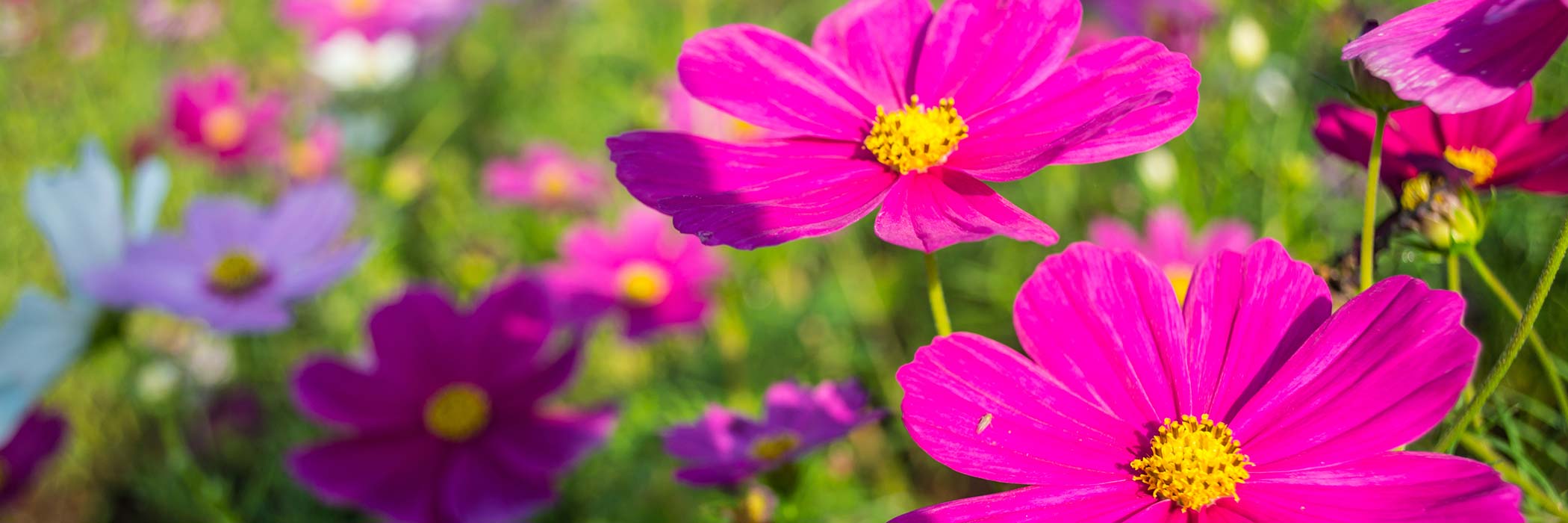 Spring flowers